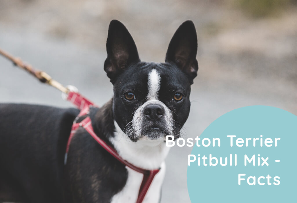Boston Terrier Pitbull Mix
