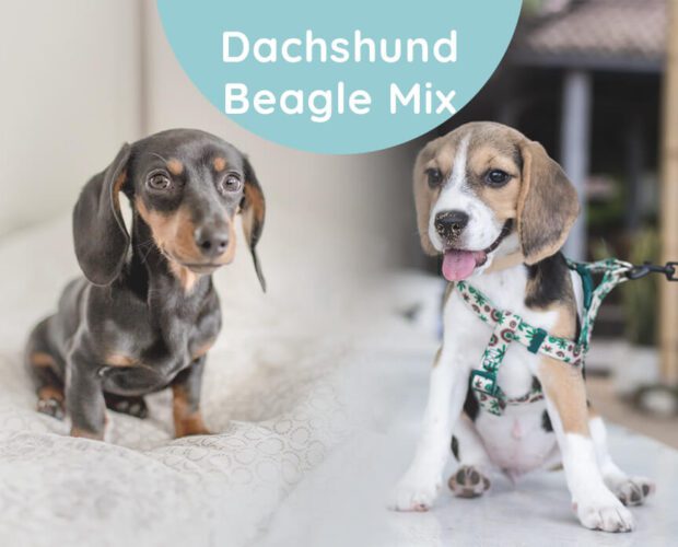 Dachshund Beagle Mix