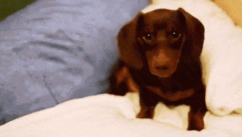 Dachshund on the bed