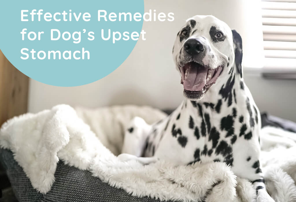Effective Remedies for Dog’s Upset Stomach