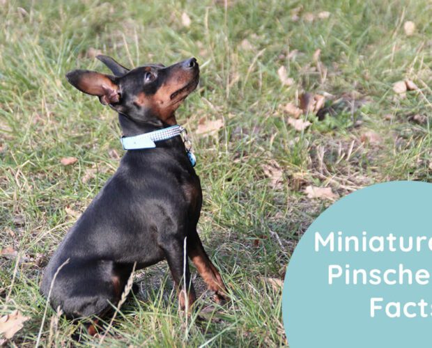 Miniature Pinscher Facts