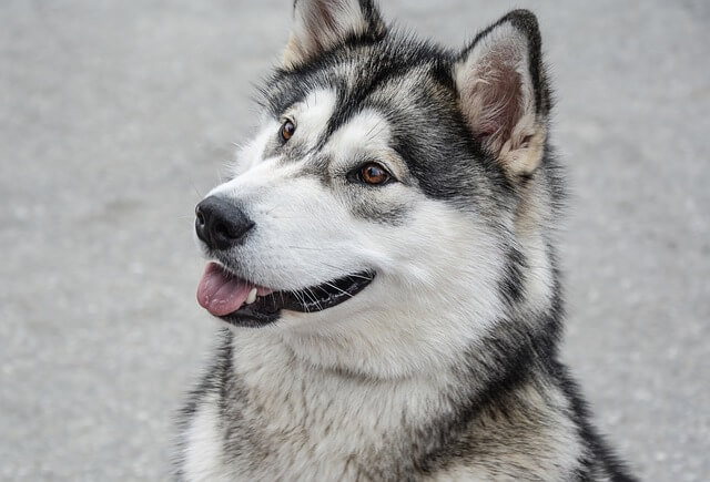 Alaskan Malamutes Dog Breeds Closest to Wolf