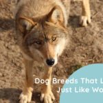 Dog Breeds That Look Just Like Wolves