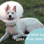 Dog With Cones: Types, Pros and Cons