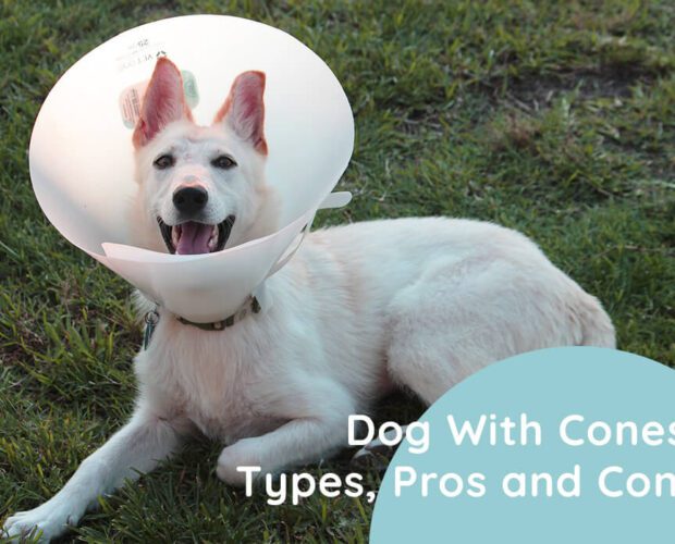 Dog With Cones: Types, Pros and Cons