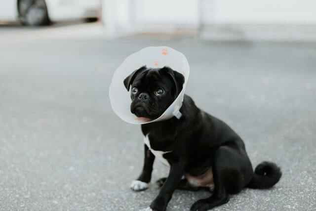 Dog With Cones