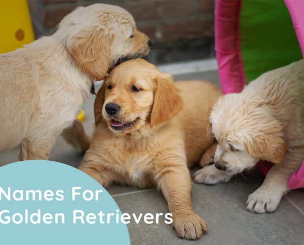 Names For Golden Retrievers