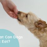 What Can Dogs Not Eat?