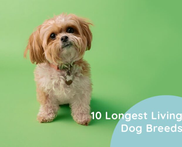 10 Longest Living Dog Breeds