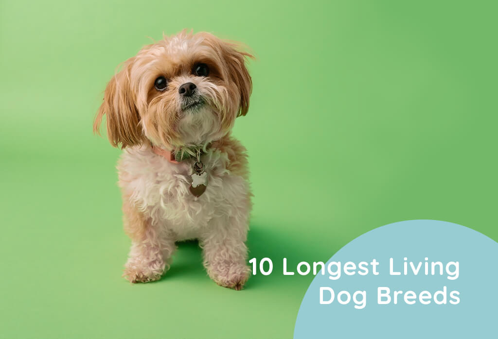 10 Longest Living Dog Breeds