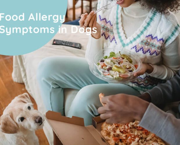 Food Allergy Symptoms in Dogs