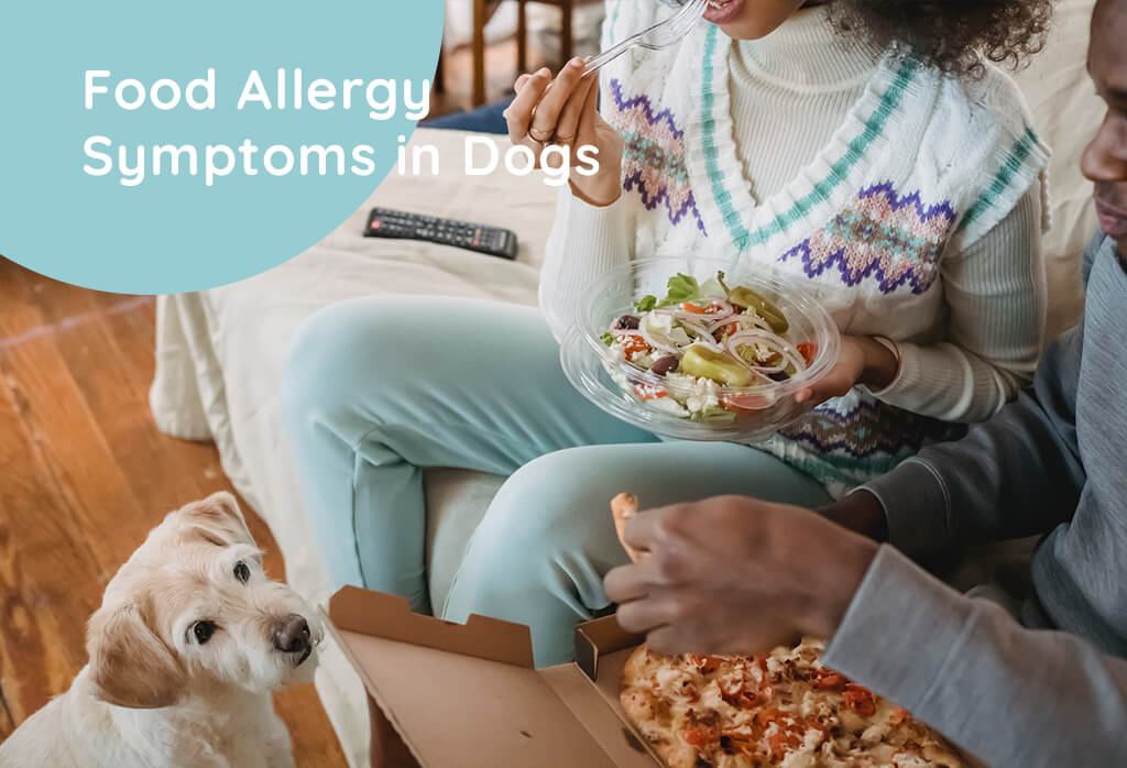 Food Allergy Symptoms in Dogs