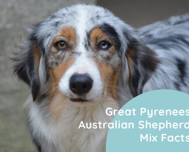 Great Pyrenees Australian Shepherd Mix Facts