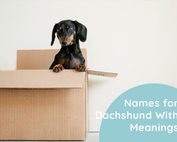 Names for Dachshund With Meanings