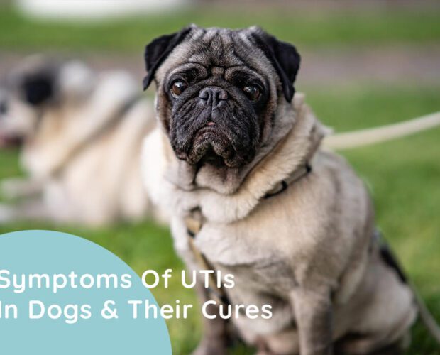 Symptoms Of UTIs(Urinary Tract Infections) In Dogs & Their Cures