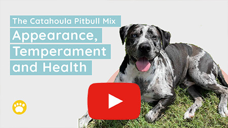 Watch The Catahoula Pitbull Mix Appearance, Temperament and Health