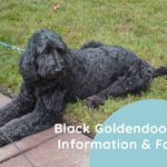 Black Goldendoodle Information & Facts