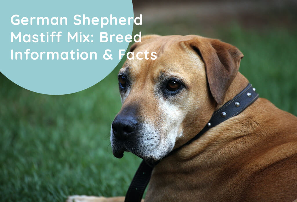 German Shepherd Mastiff Mix: Breed Information & Facts