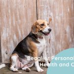 Beaglier Mixed Breed Dog Personality, Health and Care