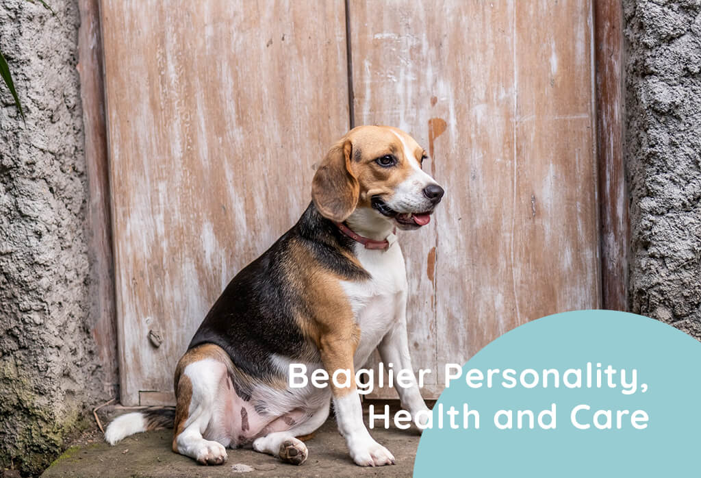 Beaglier Mixed Breed Dog Personality, Health and Care