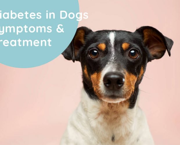 Diabetes in Dogs | Symptoms & Treatment