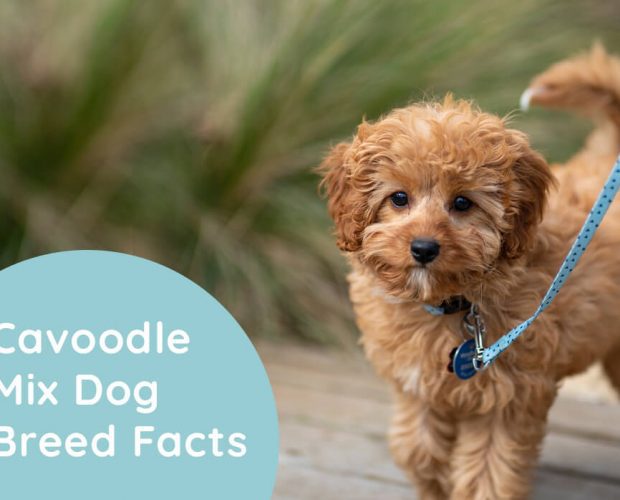 Cavoodle Mixed Breed Information