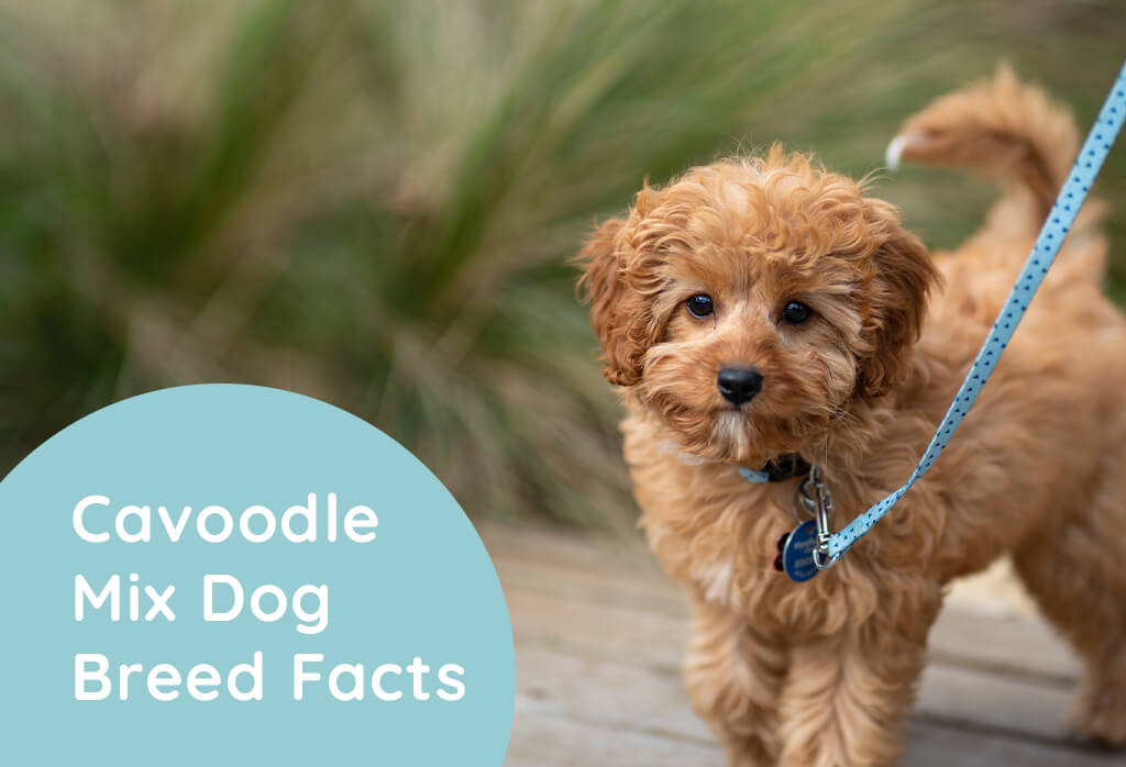 Cavoodle Mixed Breed Information