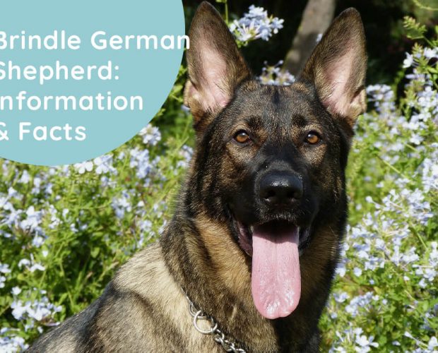 Brindle German Shepherd: Information & Facts