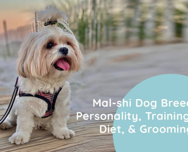 Mal-shi Dog Breed Personality, Training, Diet, & Grooming