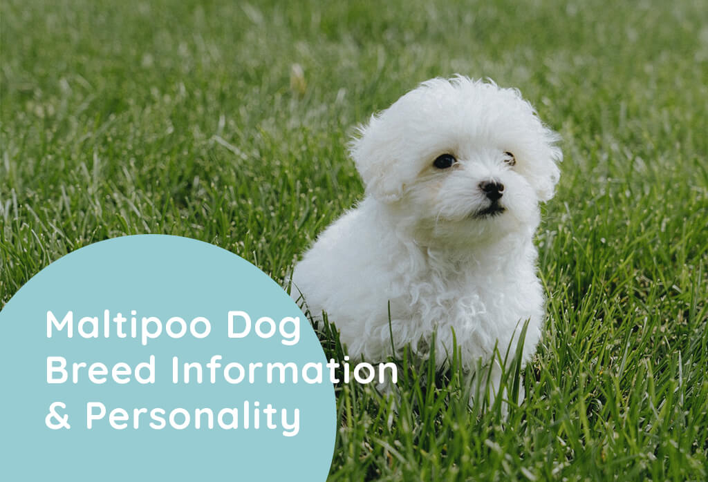 Maltipoo Dog Breed Information & Personality