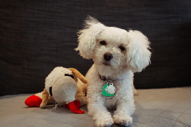 Maltipoo Dog Breed with a toy