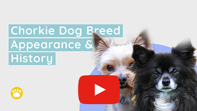 Watch Chorkie Dog Breed Appearance and History