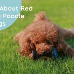 Red Toy Poodle Dog Information