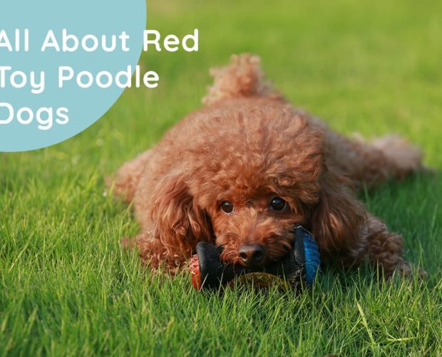 Red Toy Poodle Dog Information