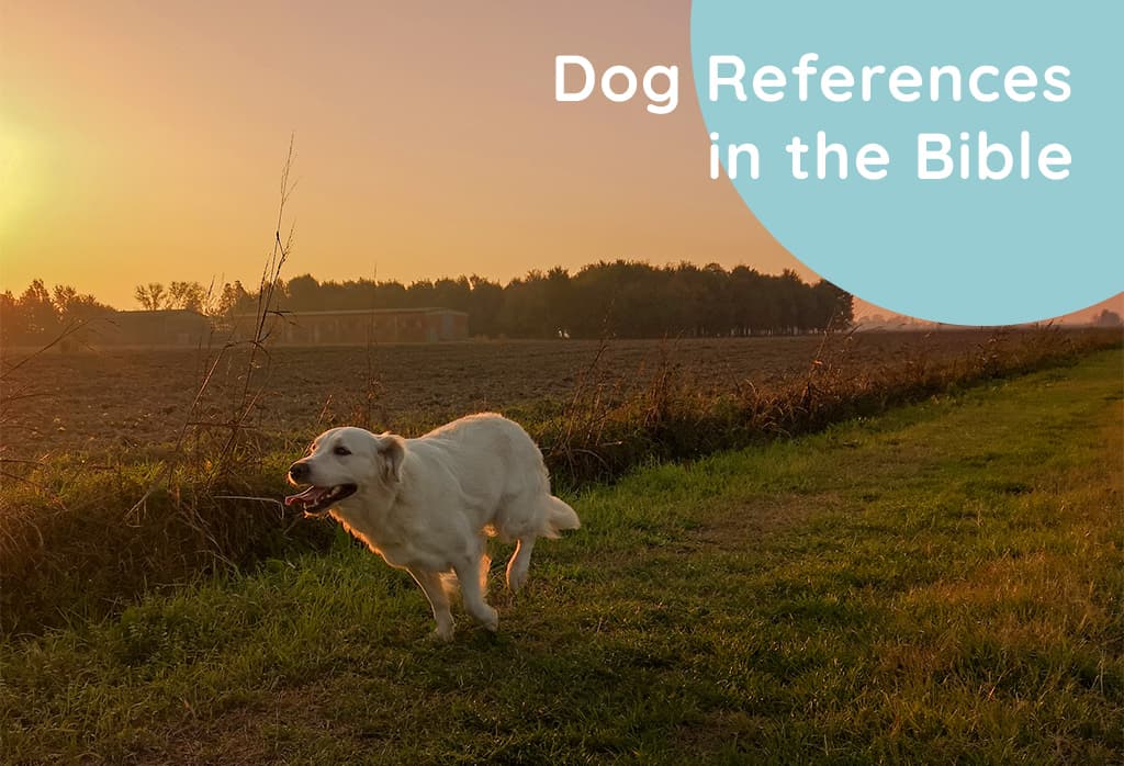 Dog References in the Bible