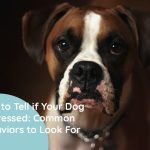 How to Tell if Your Dog is Stressed Common Behaviors to Look For
