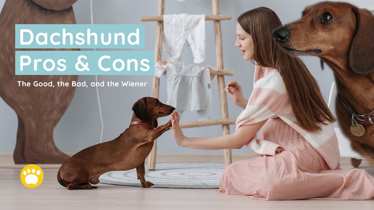 Pros and Cons Owning a Dachshund