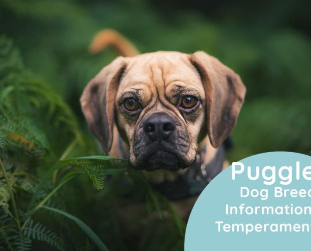 Puggle Dog Breed Information, Temperament