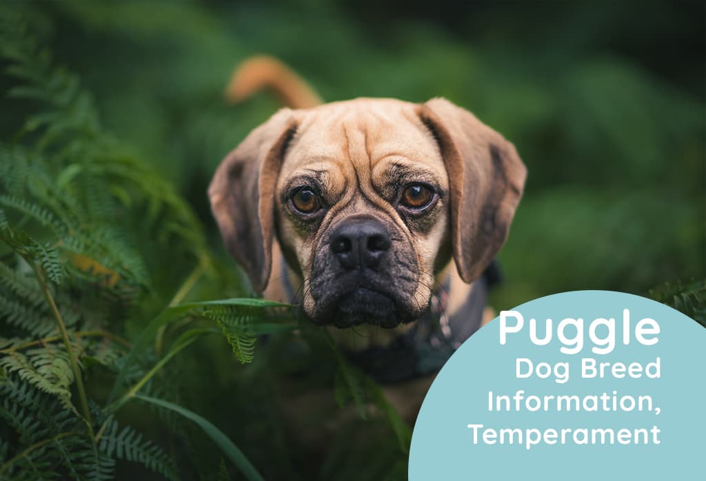 Puggle Dog Breed Information, Temperament