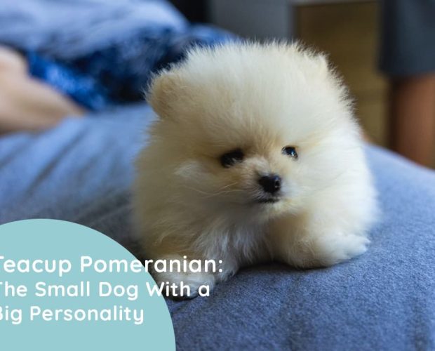 Teacup Pomeranian: The Small Dog With a Big Personality