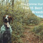 The Canine Hunters: The 15 Best Dog Breeds for the Job (dog breeds for hunting)