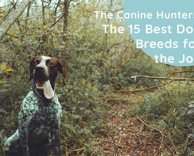 The Canine Hunters: The 15 Best Dog Breeds for the Job (dog breeds for hunting)