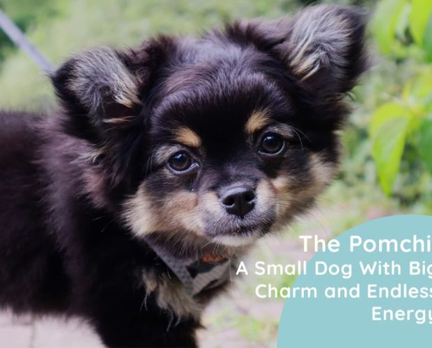 The Pomchi: A Small Dog With Big Charm and Endless Energy