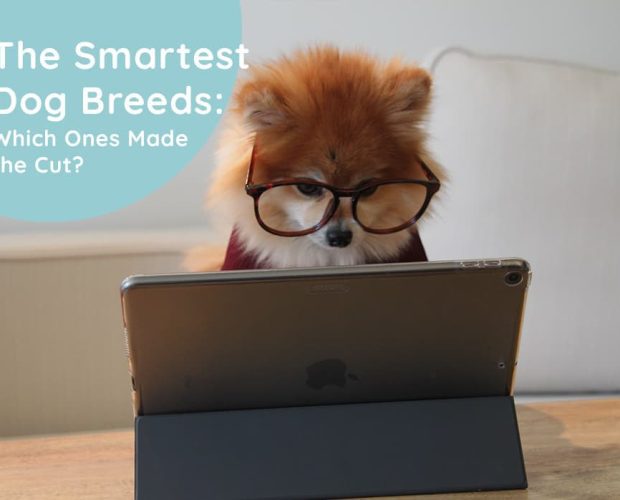 The Smartest Dog Breeds: Which Ones Made the Cut?