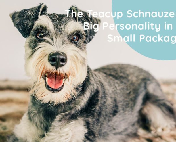 The Teacup Schnauzer: Big Personality in a Small Package