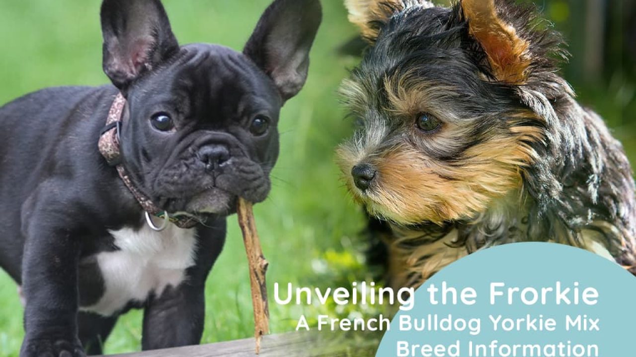 skade Overhale tidligere Unveiling the Frorkie: A French Bulldog Yorkie Mix Breed Information  (Pictures) - Weary Panda