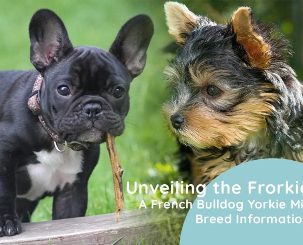 Unveiling the Frorkie: A French Bulldog Yorkie Mix Breed Information