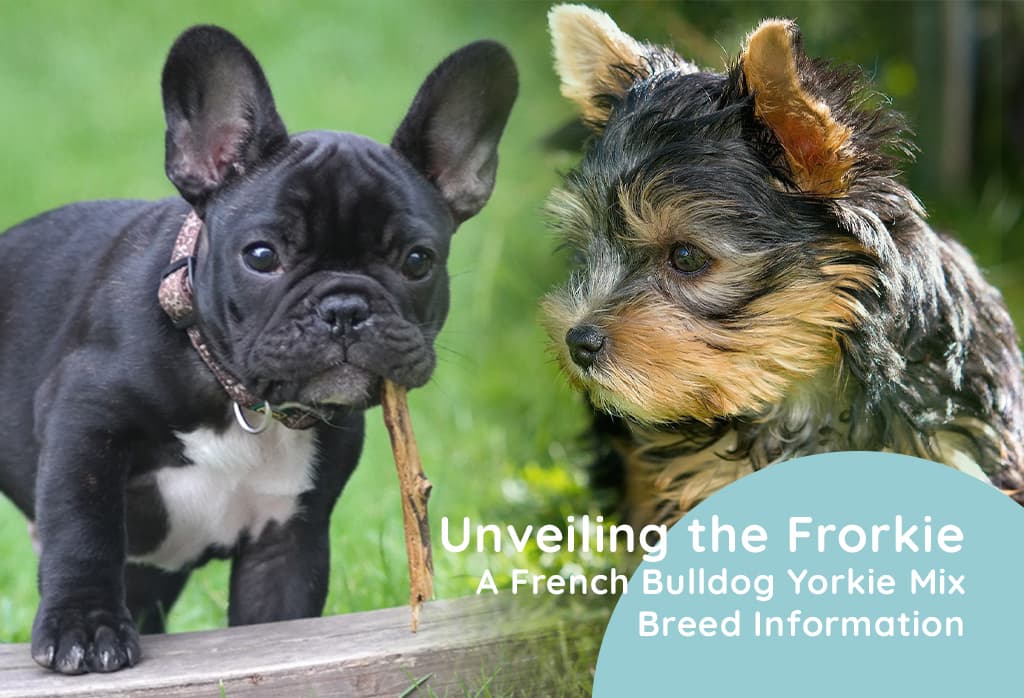 Unveiling the Frorkie: A French Bulldog Yorkie Mix Breed Information