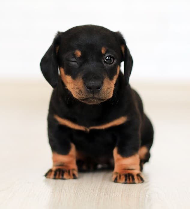 Black Teacup Miniature Dachshund dog giving a wink