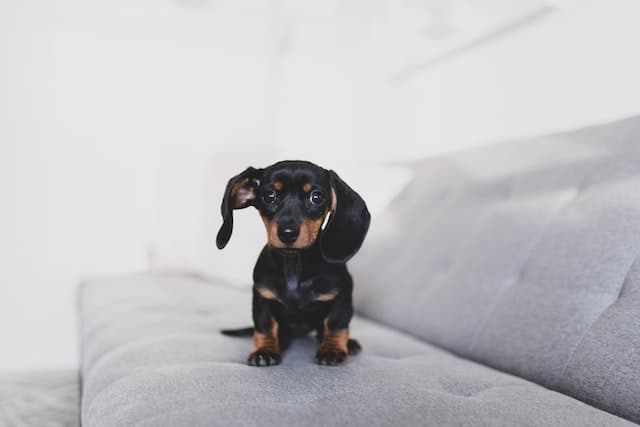 Black Teacup Miniature Dachshund dog with long ears sitting on the sofa